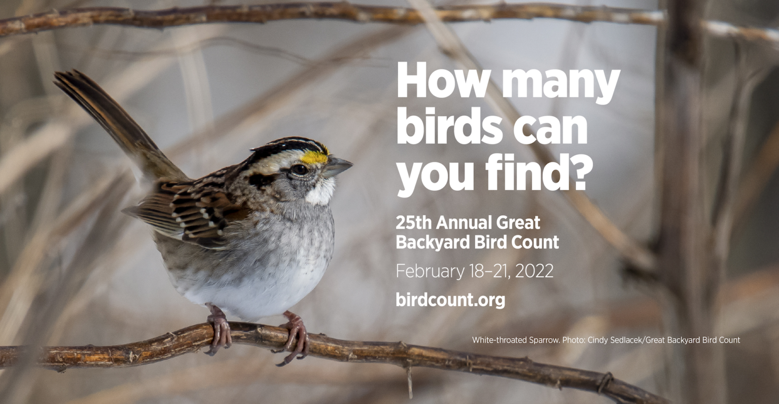 Posters – Great Backyard Bird Count