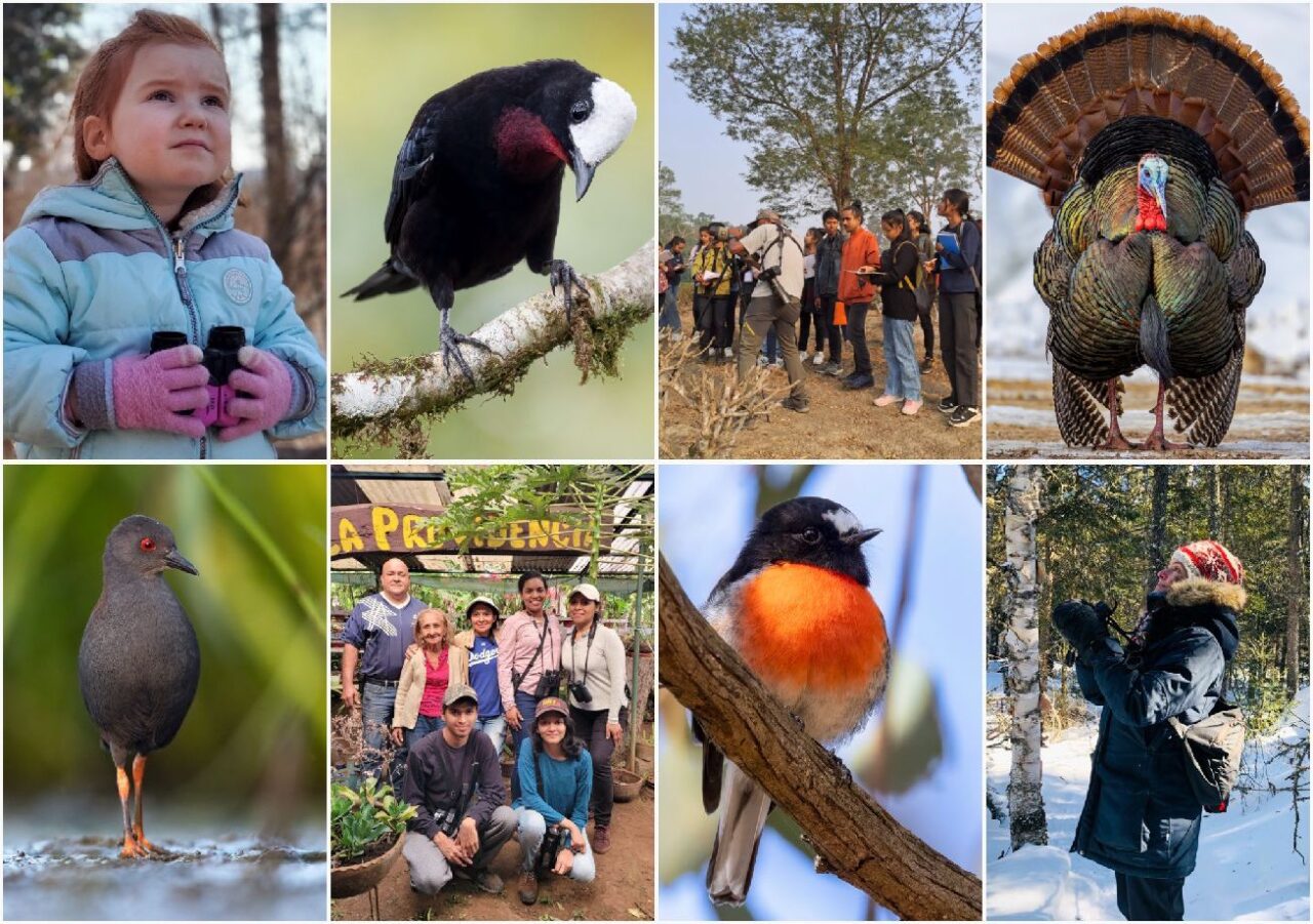 Fotos de pássaros e pessoas do GBBC 2023.